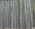 Japon bambu ormanı